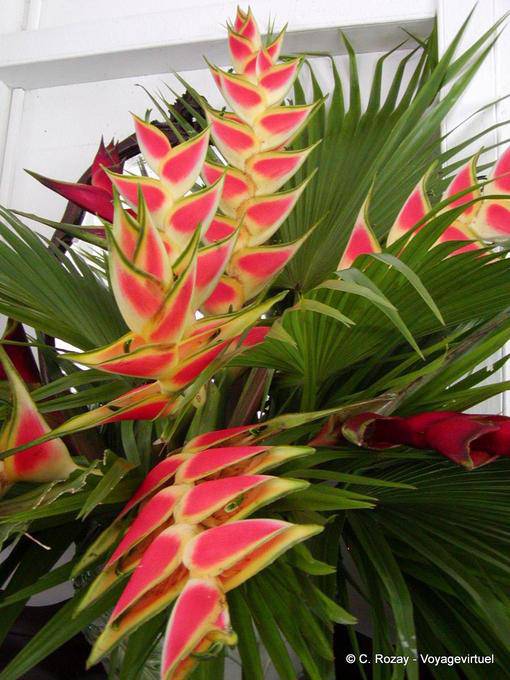 Heliconia wagneriana, balisier, Giardino Balata - Martinica
