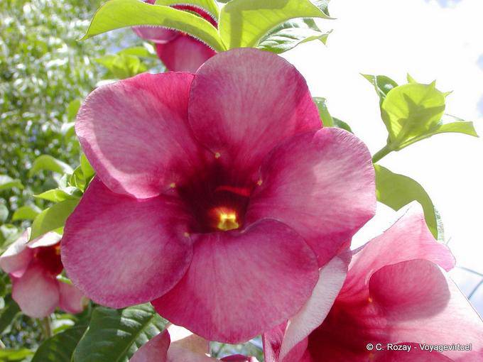 Tipo Fiore di Adenium, Giardino Balata - Martinica