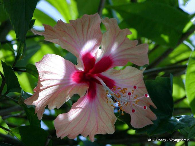 Bel fiore di Hibiscus Garden Balata - Martinica