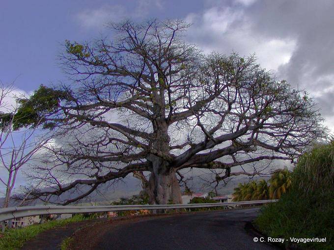 Un gigante Ceiba pentandra o formaggio strada - Martinica