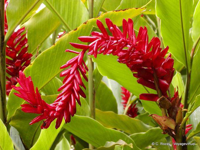Red pianta fiorita di determinare, giardino di Balata - Martinica