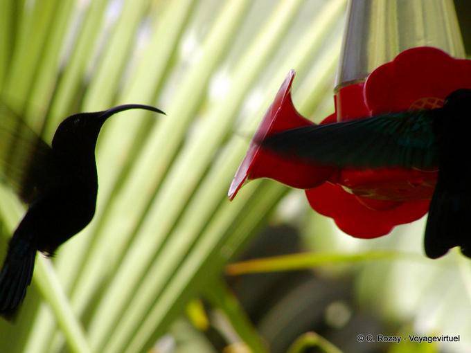 Colibri rifornimento procurarsi il cibo dolce - Martinica