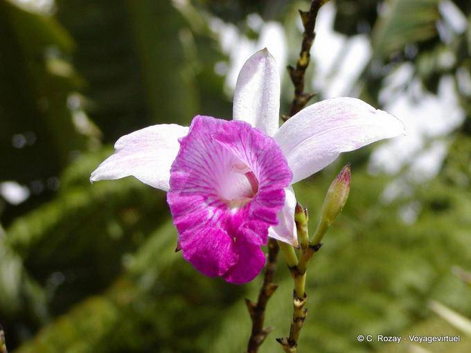 Un giardino di orchidee di Balata - Martinica