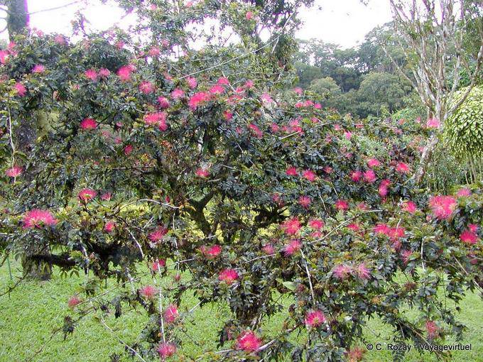 Calliandra tweedii o albero con sbuffi, Balata Giardino - Martinica