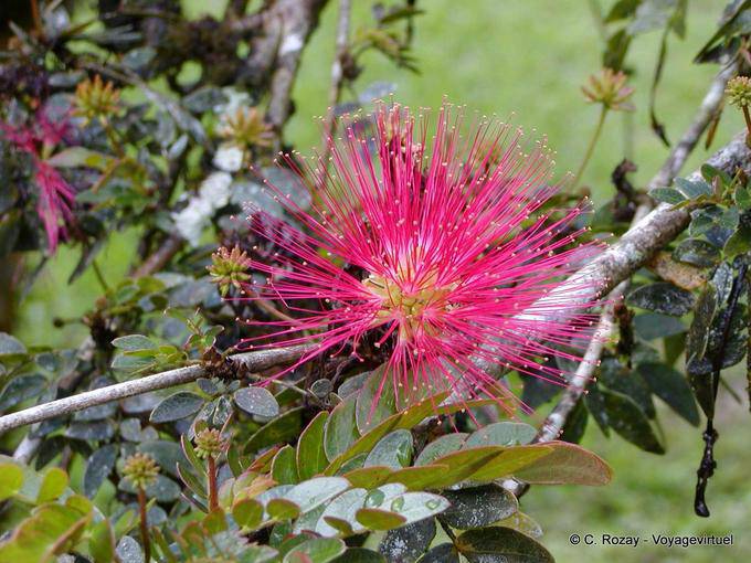 Senza dubbio un haematocephala Calliandra, giardino di Balata - Martinica