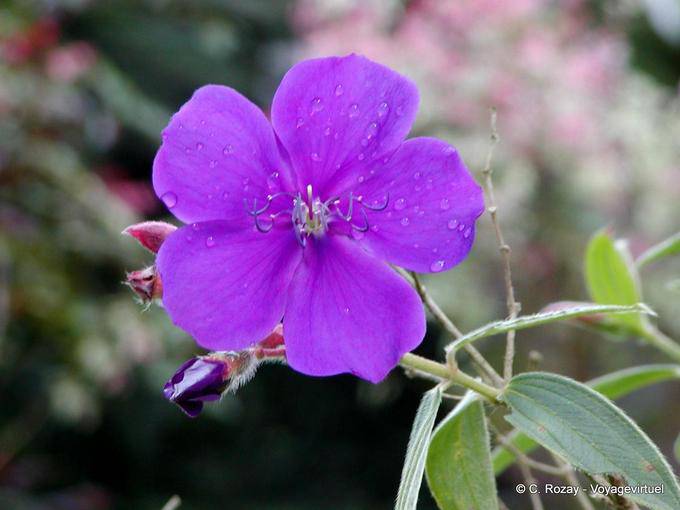 Tibouchina urvilleana (tibouchine d'Urville), giardino Balata - Martinica