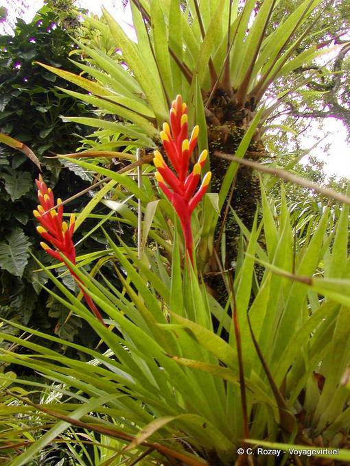 Fiore Bromeliad protetta da brattee, giardino Balata - Martinica