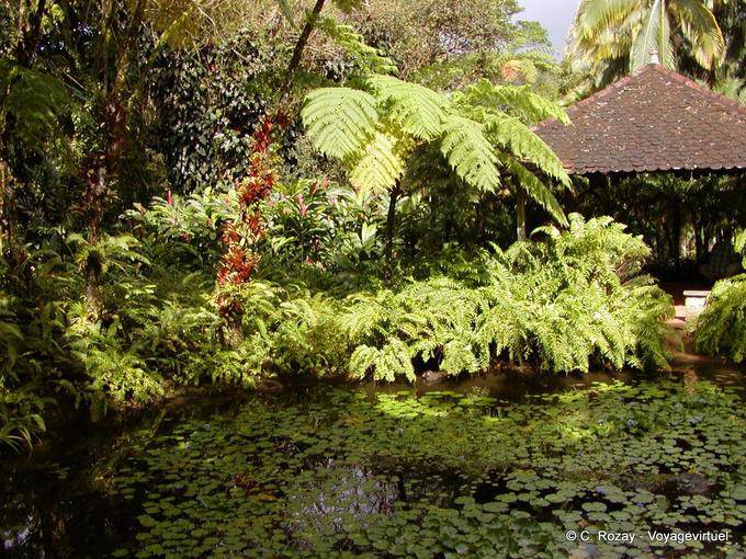 Mare e vegetazione tropicale, il giardino di Balata - Martinica