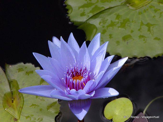 Un giglio di acqua blu, giardino di Balata - Martinica
