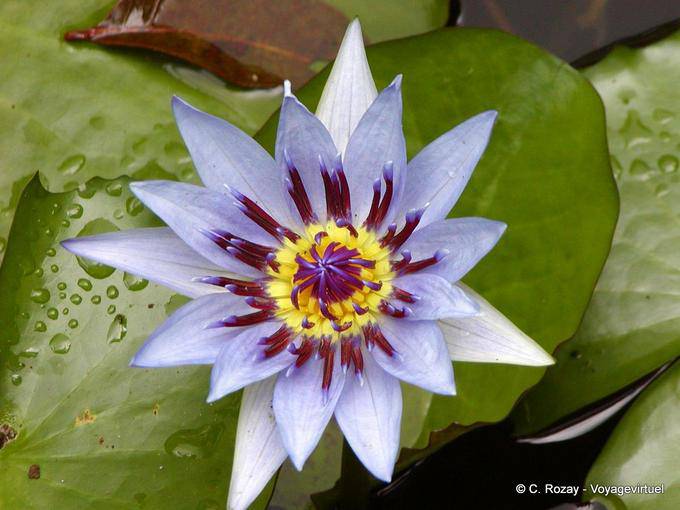 Loto blu o giglio d'acqua Cuore (Nymphaea capensis), giardino Balata - Martinica