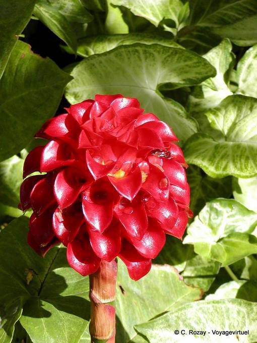 Tapeinochilos ananassae (ananas fiore), giardino Balata - Martinica