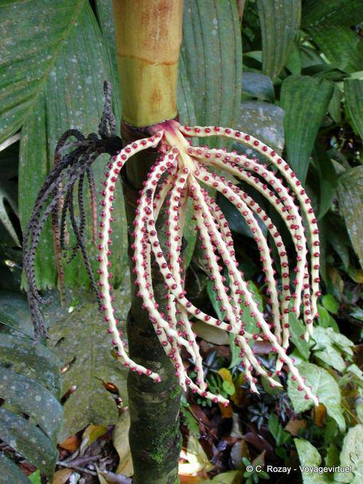Escrescenza Strano (per nome, per favore), giardino Balata - Martinica