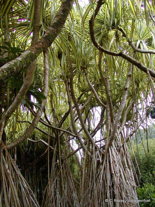 Un Bakoua o Pandanus sanderi, albero tropicale, Balata - Martinica