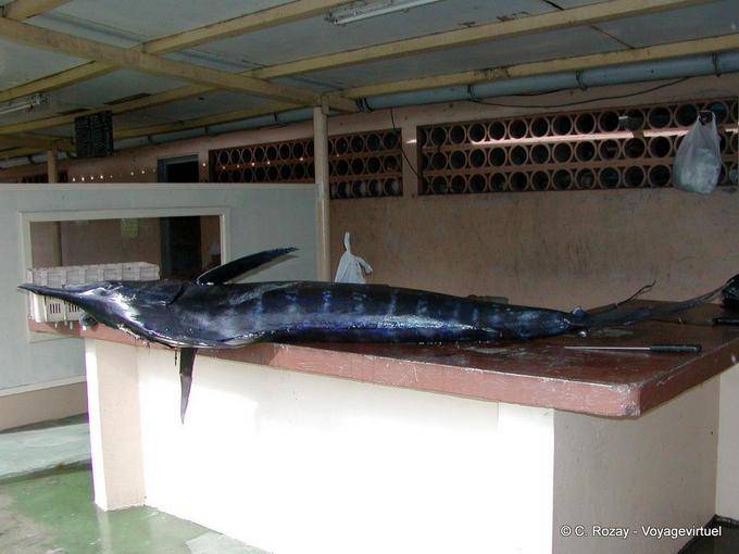 Un marlin sulla stalla, pronto per essere tagliato (blu marlin) - Martinica