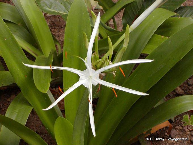 Fiore Crinum pedunculatum (mangrovie crinole), Anse Latouche - Martinica