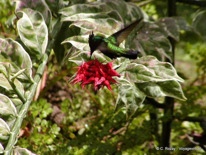 Hummingbird o colibrì raccogliere nettare in un fiore, Anse Latouche - Martinica