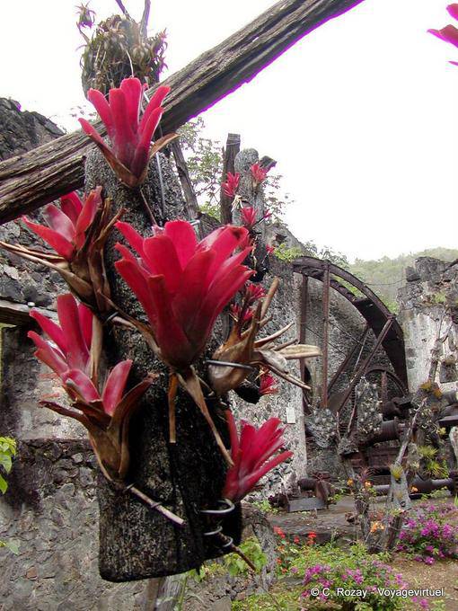 Bromeliacee Rosso, monocotiledoni epifite, Anse Latouche - Martinica