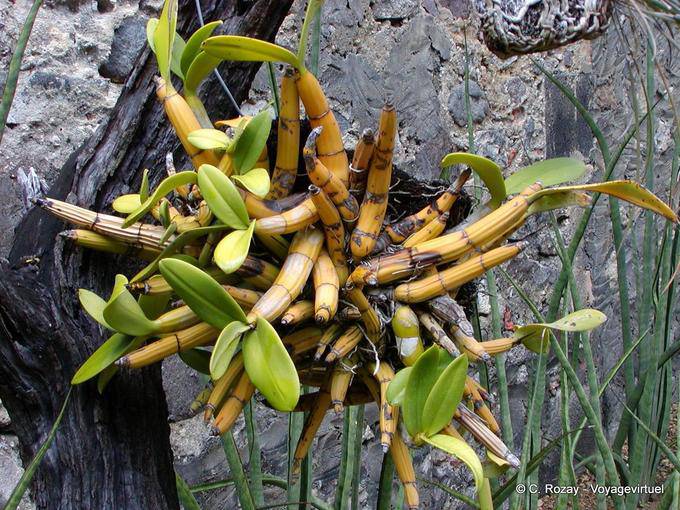 Dendrobium, orchidea genere di bambù-epifite, Anse Latouche - Martinica