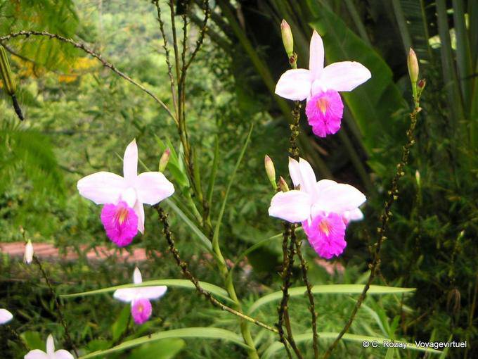 Orchidee, probabilmente Arundina (Bamboo orchidee), Anse Latouche - Martinica