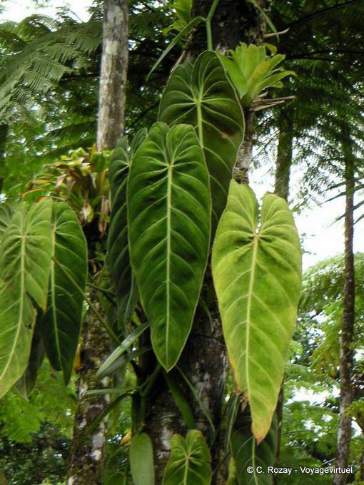 Philodendron lascia sul epifite vite, Giardino Balata - Martinica