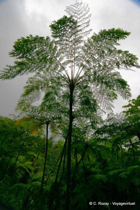 Fern Tree - Martinica