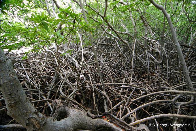 Mangrovia, radici di mangrovia intrecciate, la penisola Caravelle - Martinica