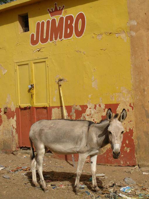 Boghé l'asino al muro dipinto, Jumbo, Mauritania