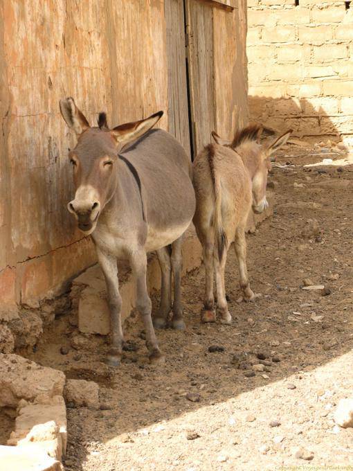 Boghé, asini testa alla coda e viceversa, la Mauritania