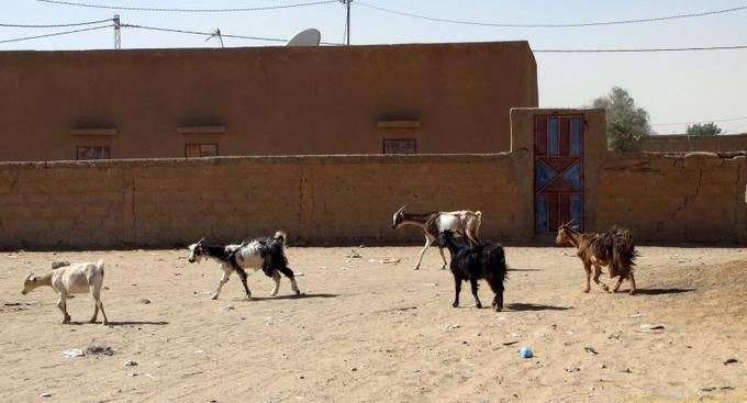 Le capre per le strade, Boutilimit, Mauritania