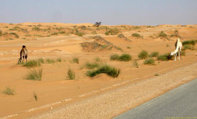 Cammelli accanto il bitume da Nouakchott a confine del Marocco, la Mauritania