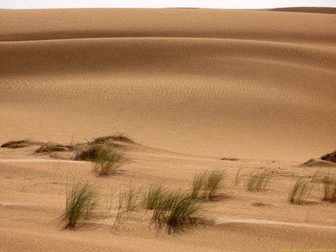 Piegare duna nel deserto tra Nouakchott e il bordo del Marocco, la Mauritania