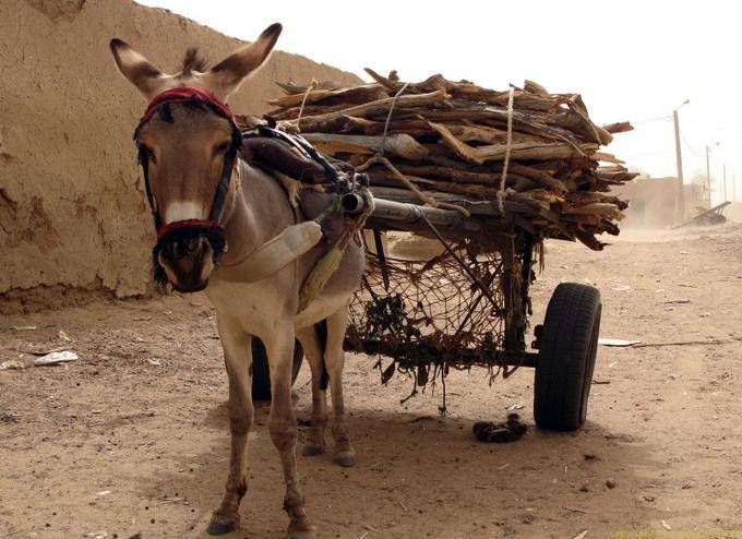 Un asino e carrello in legno operaio, M'bout, Mauritania