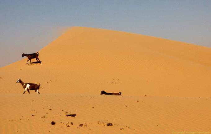 Capre sulla duna, Strada Boutilimit a Boghé, Mauritania