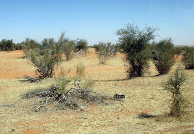 Traballante Natura, Route Boutilimit a Boghé, Mauritania