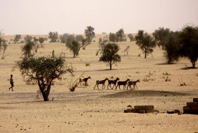 Piccolo pastore e il suo bestiame, Strada Boutilimit a Boghé, Mauritania