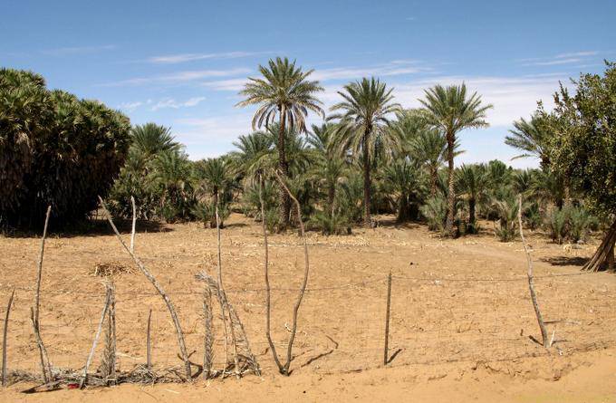 Bellezza di oasi, Strada Souffa - Assaba, Mauritania