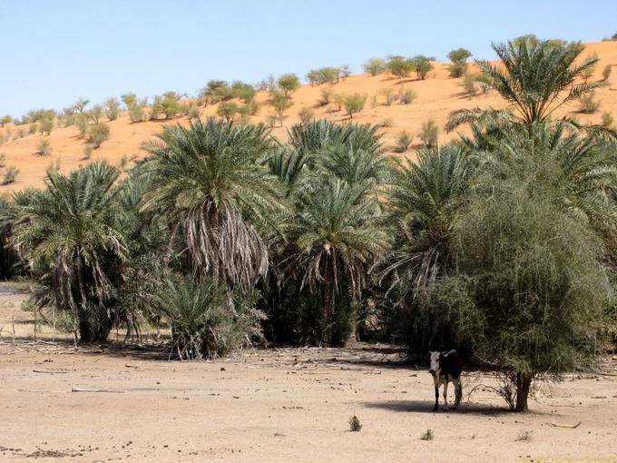 Oasis, ai piedi delle dune, Strada Souffa, Mauritania