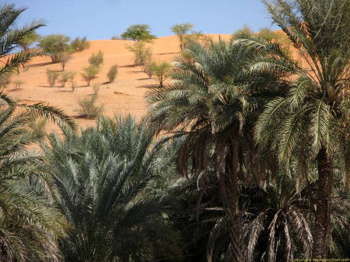 Palm fogliame, Souffa Strada, cattedrale naturale, Mauritania