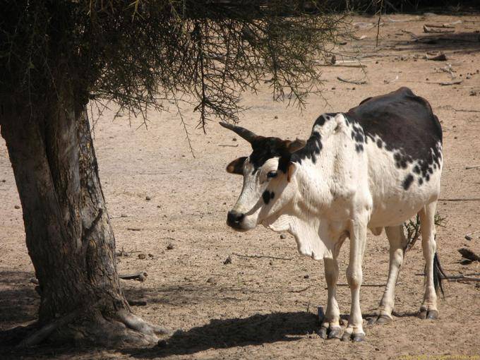 Zebù in bianco e nero sotto un albero Strada Souffa, Mauritania