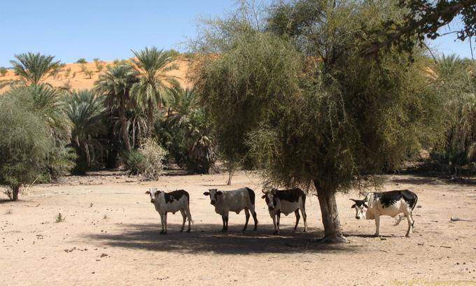 Zebù sulla strada, Souffa cattedrale naturale, la Mauritania