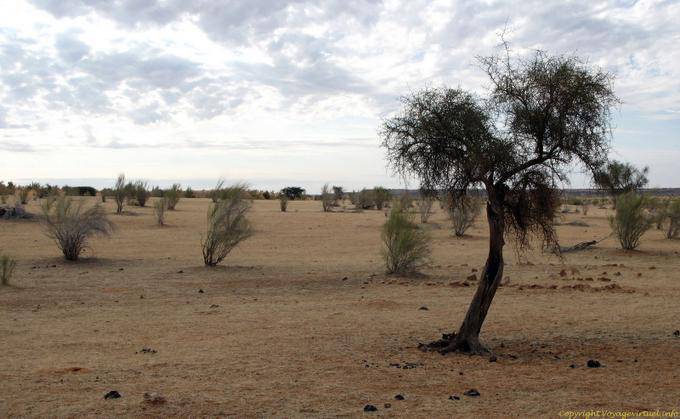 Vegetazione Deserto, Route Souffa, massiccia Assaba, Mauritania