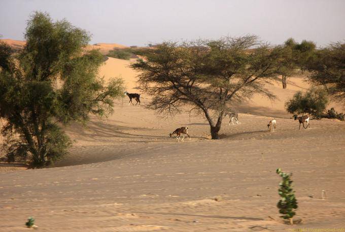 Caprini, alle acacie, Hope Road, Mauritania