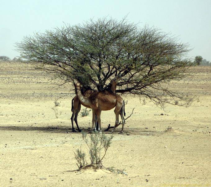 Cammelli divorano un'acacia, Hope Road, Mauritania