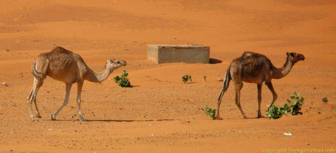Cammelli lenti nel deserto, Strada della Speranza, la Mauritania