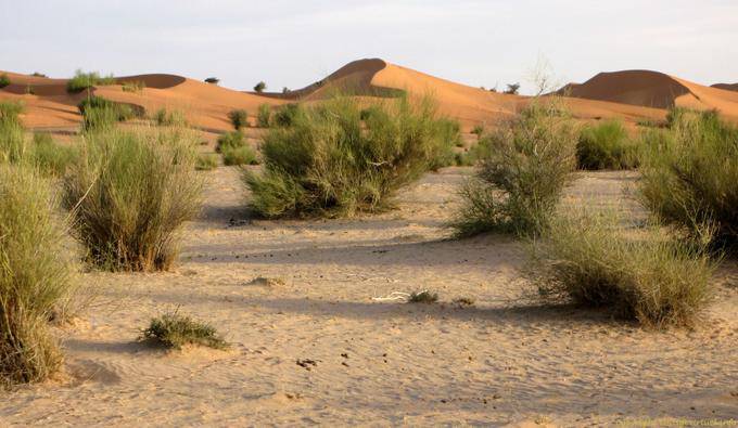 Natura tra dune di sabbia, Hope Road, Mauritania