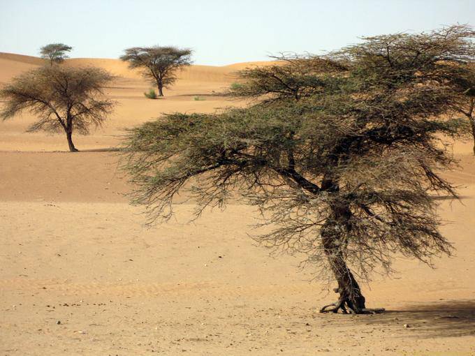 Sabbia e acacie crescente qui da solo, Strada della Speranza, la Mauritania