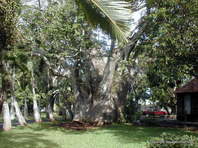 Baobab elefantina, Pamplemousses Giardino, Mauritius.
