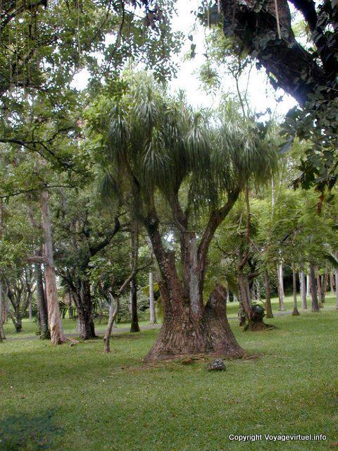 Pamplemousses, mondo di Pierre Poivre, botanico, Mauritius.