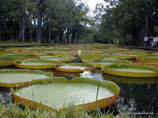 Ninfee giganti Victoria Amazonica, Pamplemousses, Mauritius.