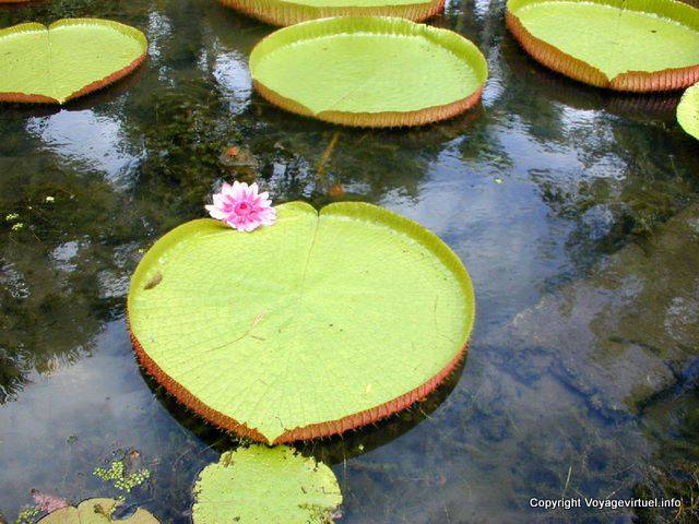 Lily stagno (Victoria REZIA), Pamplemousses, Mauritius.
